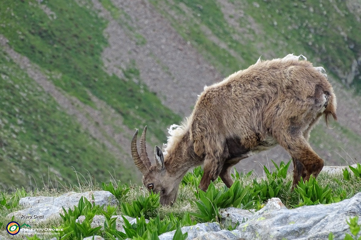 66 Gli altri stambecchi brucano tranquilli tra le genziane .JPG